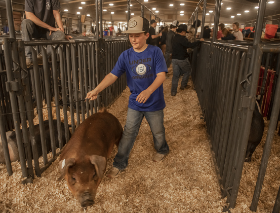 11-year-old Jaxon Tschoerner, a member of the Jarrell FFA program, gives his pig named Rose an exercise walk around the show barn during the Williamson County Livestock Show on Tuesday, December 5, 2023.