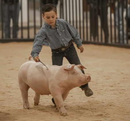 8-year-old Hutson Helms, a member of the Liberty Hill 4-H Club, guides his pig during the Breeding Swine Show  during the Williamson County Livestock Show on Tuesday, December 5, 2023.
