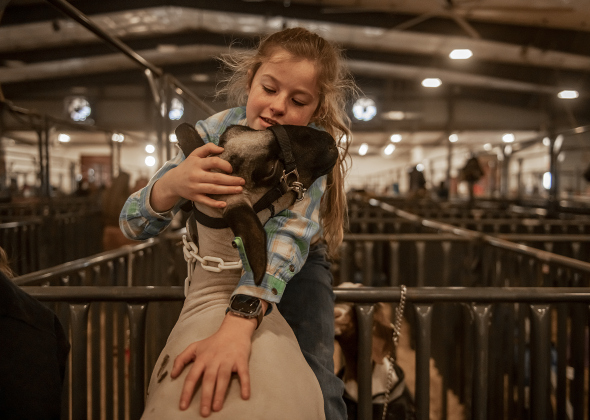 11-year-old Haley Sandefur, with the Liberty Hill FFA program, spends time with her lamb named Daisy at the Williamson County Livestock Show  on Monday, December 4, 2023.