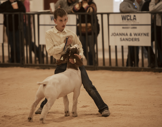 11-year-old Brady Henderson, a member of the Hutto 4-H Club, shows his goat named Buck  at the Williamson County Livestock Show  on Monday, December 4, 2023.  Brady won a Reserve Champion award.