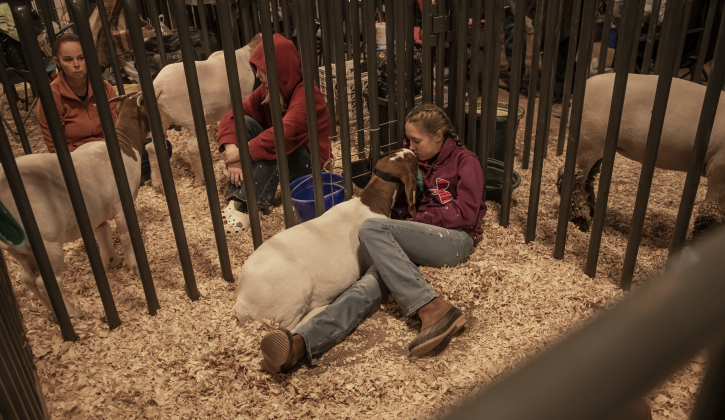 12-year-old Audy Morgan, a student at Georgetown's Wagner Middle School, relaxes in a stall with one of her goats before preparing to compete in the Market Lamb competition  at the Williamson County Livestock Show  on Monday, December 4, 2023.  She had a very early start competing in Market Goats this morning, followed by an afternoon competition with a lamb named Winter.