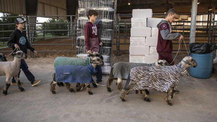 Georgetown FFA program brothers (left to right) Owen Boff, 12, Preston Boff, 14, and Brayden Boff, 17, walk their lambs outside the show barn before competing in the Market Lamb competition at the Williamson County Livestock Show  on Monday, December 4, 2023.