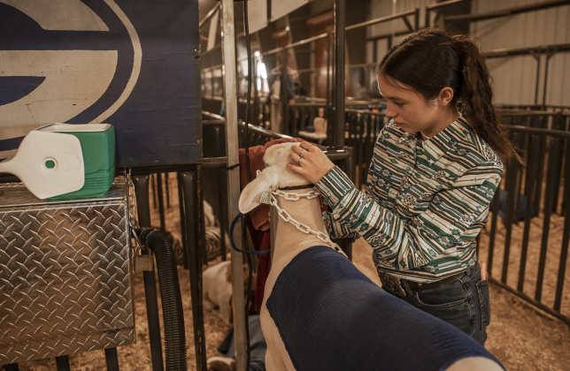 17-year-old Lucy Hollon, with the Georgetown High FFA program, prepares to show her lamb named Hopper in the Market Lamb competition at the Williamson County Livestock Show  on Monday, December 4, 2023.  Her identical twin sister Amber will be competing in the swine (pig)  competition this week.