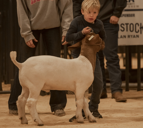 7-year-old Beau Morgan of Georgetown shows a goat in the Future Feeders division, for younger competitors only, at the Williamson County Livestock Show  on Monday, December 4, 2023.
