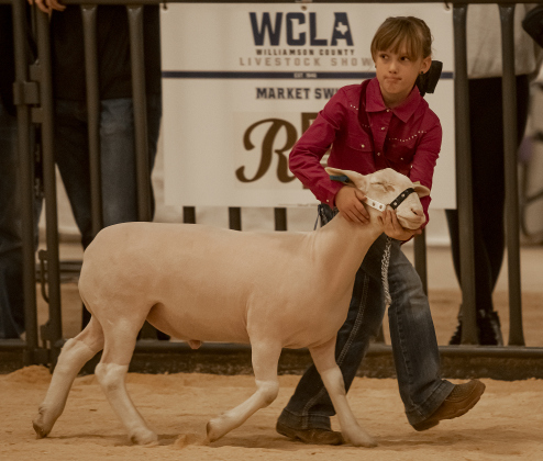 9-year-old Tavia Talley of Taylor competes with her lamb named Docs in the Market Lamb competition  at the Williamson County Livestock Show  on Monday, December 4, 2023.