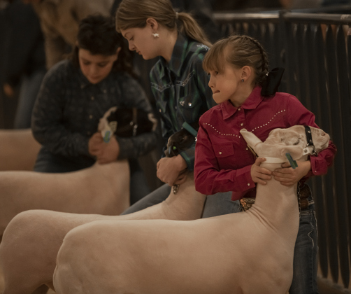 9-year-old Tavia Talley of Taylor front, competes in the Market Lamb category with her lamb named Docs  at the Williamson County Livestock Show  on Monday, December 4, 2023.