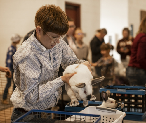 12-year-old Easton Miner, a member of the Thrall 4-H Club, gets his rabbits weighed for competition   in the Market Rabbit Show at the Williamson Livestock Show  on Sunday, December 3, 2023.