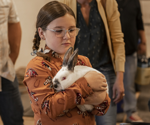10-year-old Lauren Oestrick, a member of the Hutto 4-H Club, waits to get one of her rabbits weighed in  during the Market Rabbit Show at the Williamson Livestock Show  on Sunday, December 3, 2023.