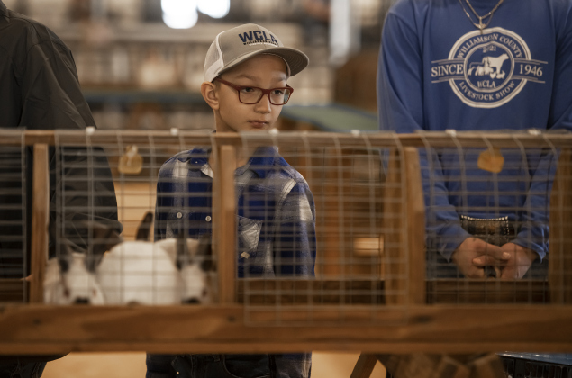 James Kubicek, 8, a member of the Thrall 4-H Club, competes in  the Market Rabbit Show at the Williamson Livestock Show  on Sunday, December 3, 2023.