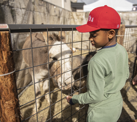 6-year-old Anthony Chappell III visits with a donkey named Bojangles in Geogetown's Church of the Nazarene Bethlehem Village.