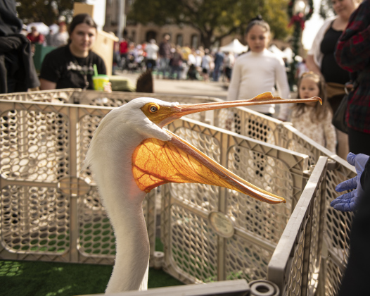 A pelican named Boudreaux was brought by All Things Wild Rehabilitation during at the 42nd Annual Christmas Stroll Festival. Boudreaux, with just one wing, is an Ambassador at All Things Wild, making him a lifelong resident in their care.