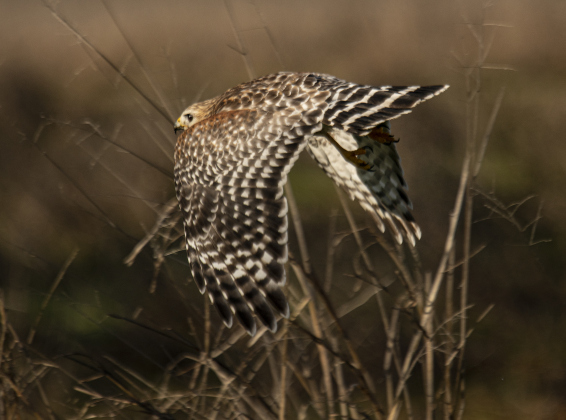 A Red-Shouldered Hawk hunts for food at Berry Springs Park &amp; Preserve on Saturday, January 6.  Photo by Andy Sharp