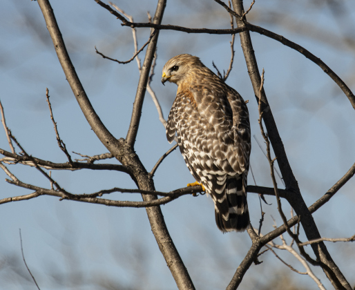A Red-Shouldered Hawk hunts for food at Berry Springs Park &amp; Preserve on Saturday, January 6.  Photo by Andy Sharp