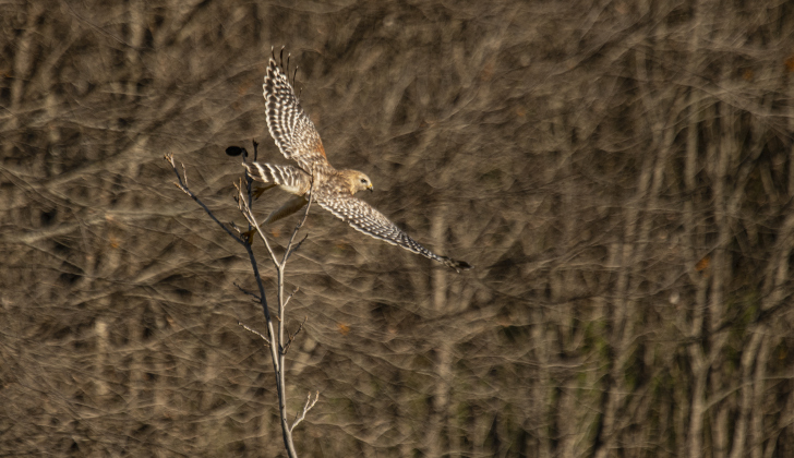 A Red-Shouldered Hawk hunts for food at Berry Springs Park & Preserve on Saturday, January 6.  Photo by Andy Sharp