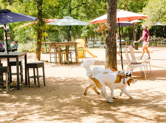 Dogs play at Dog House Drinkery’s outdoor space, with tables and umbrellas seen in the background.