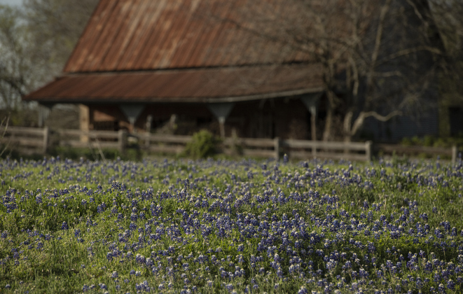 Bluebonnets adorn a field bordering  a barn along County Road 101 near Jonah on Sunday, March 10.
