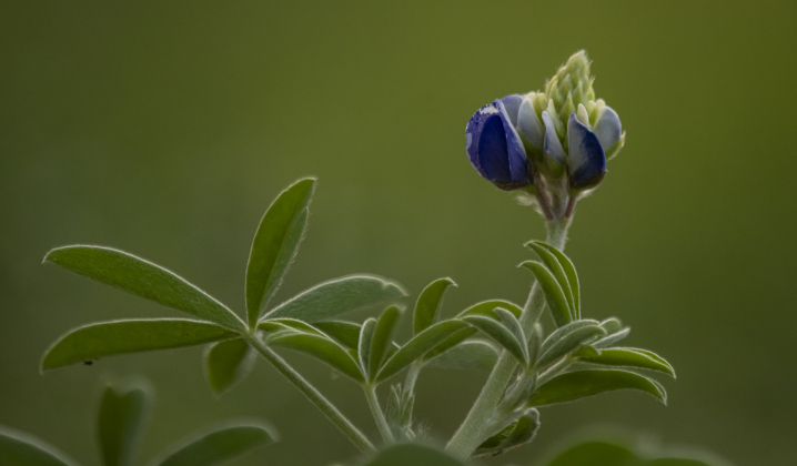 Bluebonnets thrive at Our Lady of the Rosary Cemetery and Prayer Gardens  on Sunday, March 10.