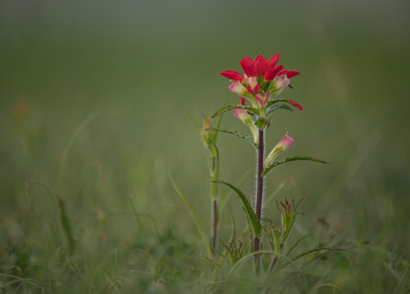 Indian Paintbrush are beginning to bloom  at Our Lady of the Rosary Cemetery and Prayer Gardens  on Sunday, March 10.