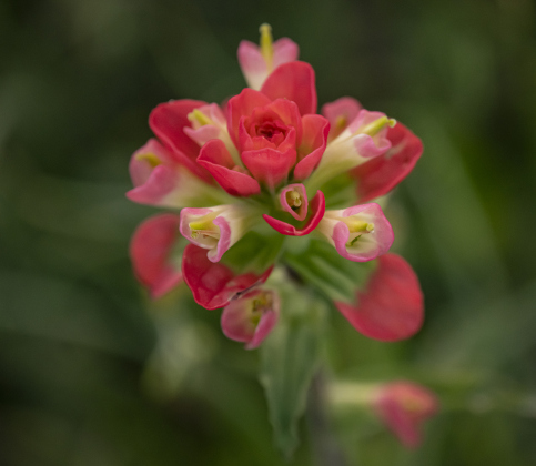 Indian Paintbrush are beginning to bloom  at Our Lady of the Rosary Cemetery and Prayer Gardens  on Sunday, March 10.