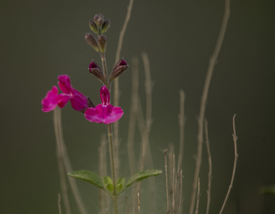 Wildflowers are showing up in many places at Our Lady of the Rosary Cemetery and Prayer Gardens  on Sunday, March 10.