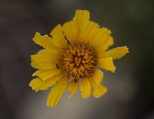 Wildflowers are adorning areas  of  Our Lady of the Rosary Cemetery and Prayer Gardens  on Sunday, March 10.