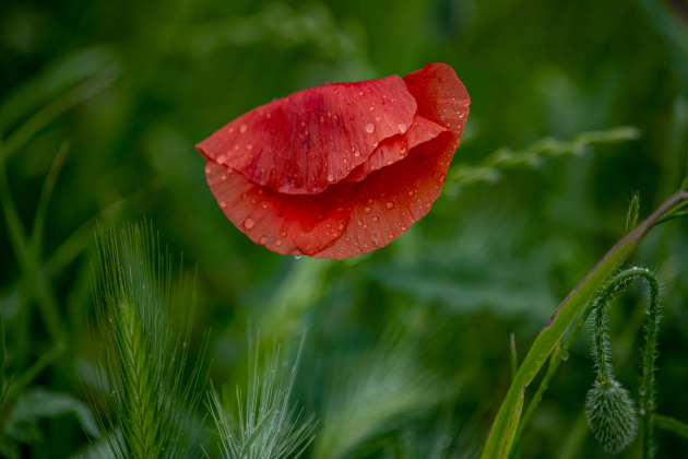 A day of on and off rain left many drops of nourishing moisture on red poppies at Edwards Park in Georgetown on Saturday, March 16.