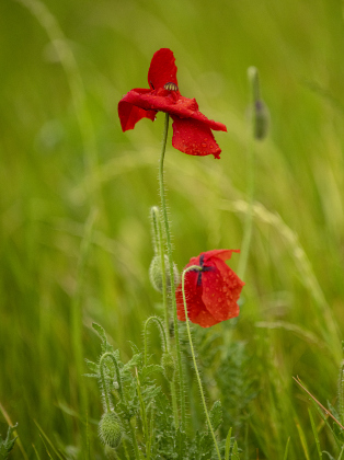 A day of on and off rain left many drops of nourishing moisture on red poppies at Edwards Park in Georgetown on Saturday, March 16.