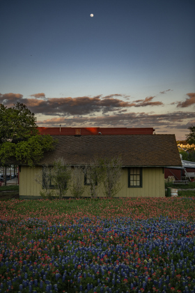 Wildflowers adorn a field near the Coupland Depot and Coupland Dance Hall  on Friday, March 22.