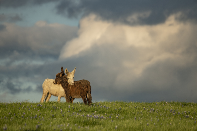 A duo of donkeys stand together in a field of bluebonnets. 