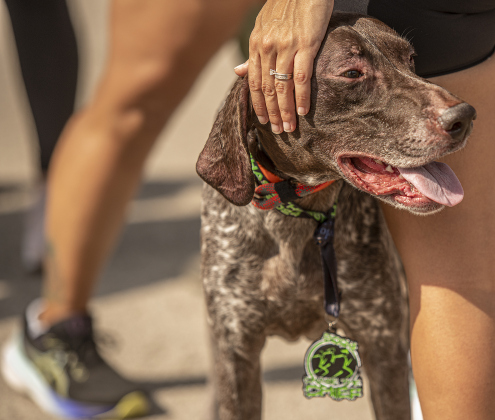 Cooper, a German Shorthaired Pointer, relaxes with Diana Esquivel after they ran together in the 5K race. Cooper also received a finishers medal.