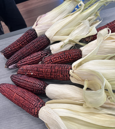 Dried husks of TAMZ102, a new purple corn variety.