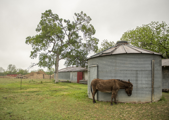 Bob, one of two resident donkeys at Berry Springs Park & Preserve (the other is Pedro)  relaxes next to a grain bin in his pasture on Saturday, April 20.