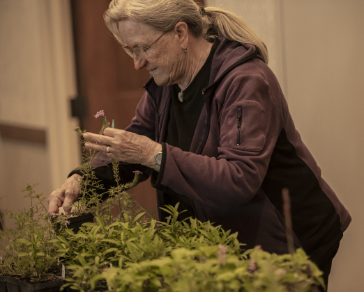Barbara Schutz, with the Sun City Plant Club, arranges plants  being given away to attendees  during Sun City's Earth Day Celebration.