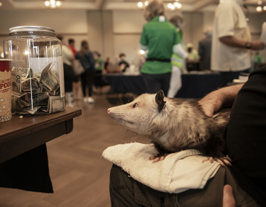 All Things Wild Rehabilitation helper Roger Rucker holds Murphy, a blind opossum cared for by the group,  during Sun City's Earth Day Celebration. Since Murphy is blind, she is an ambassador, taken care of for life rather than being returned to the wild.