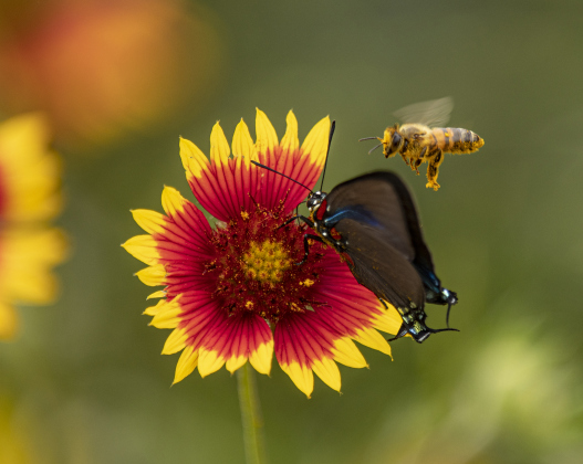 A butterfly and a bee find common interest in an Indian Blanket wildflower at Our Lady of the Rosary Cemetery & Prayer Gardens on Saturday, April 27, 2024 for Art in the Gardens, the 20th anniversary of Our Lady.     Photo by Andy Sharp. 