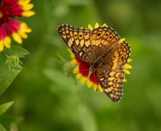 A butterfly spends time with an Indian Blanket wildflower at Our Lady of the Rosary Cemetery &amp; Prayer Gardens, on  Saturday, April 27, 2024 at  Art in the Gardens, the 20th anniversary of Our Lady.    Photo by Andy Sharp.