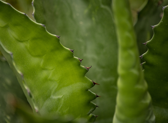 An agave plant thrives at  Our Lady of the Rosary Cemetery &amp; Prayer Gardens on Saturday, April 27, 2024 at Art in the Gardens, the 20th anniversary of Our Lady.   Photo by Andy Sharp.