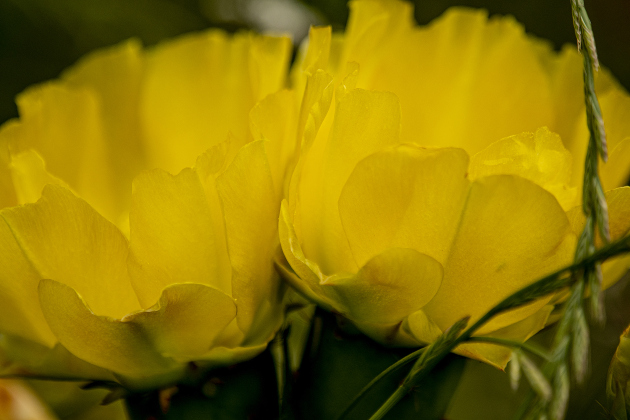Prickly Pear cactus flowers were blooming at Our Lady of the Rosary Cemetery &amp; Prayer Gardens on Saturday, April 27, 2024 at the celebration of Art in the Gardens, the 20th anniversary of Our Lady.    Photo by Andy Sharp.