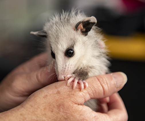 Kim Fross, a volunteer with All Things Wild Rehabilitation, holds a 4-month-old opossum, one of several recently taken in by the group,  on Sunday morning, April 28.