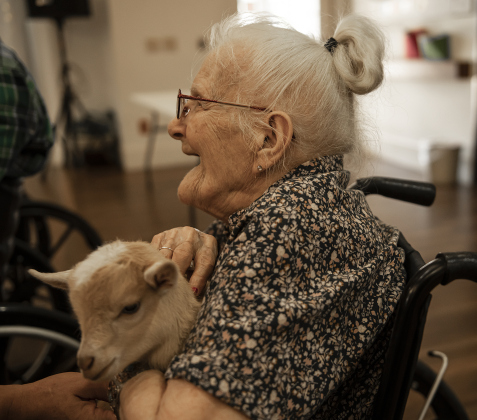 Bo, a Nigerian dwarf goat almost 4 weeks old, spent quality time with Violet Moldenhour at the S.P.J.S.T. Skilled Nursing and Rehabilitation Center  on Thursday, June 6, 2024.