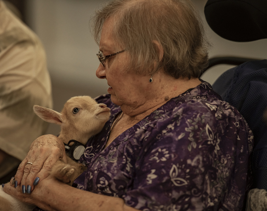 Bo, a Nigerian dwarf goat almost 4 weeks old, enjoyed cuddling with Barbara Lehman  at the S.P.J.S.T. Skilled Nursing and Rehabilitation Center  on Thursday, June 6, 2024.