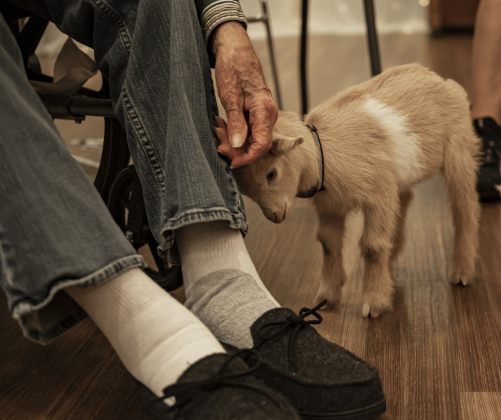 Bo, a Nigerian dwarf goat almost 4 weeks old, gives a gentle nudge to Roy Allgood  at the S.P.J.S.T. Skilled Nursing and Rehabilitation Center  on Thursday, June 6, 2024.