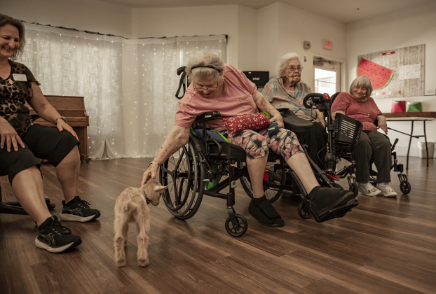Bo, a Nigerian dwarf goat almost 4 weeks old,  felt right at home at the S.P.J.S.T. Skilled Nursing and Rehabilitation Center  on Thursday, June 6, 2024.