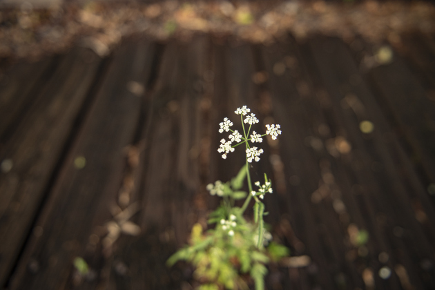 A wildflower grows above the well-used boards of the truss bridge along County Road 366 in the Rowe Valley area on Tuesday, June 11, 2024.