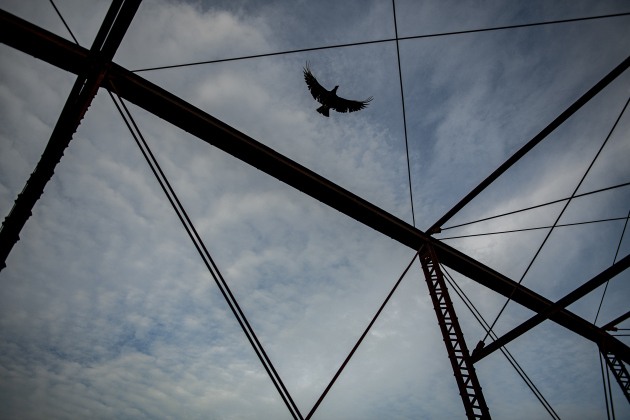 A turkey vulture flies over the long-retired truss bridge along County Road 366 in the Rowe Valley area on Tuesday, June 11, 2024.