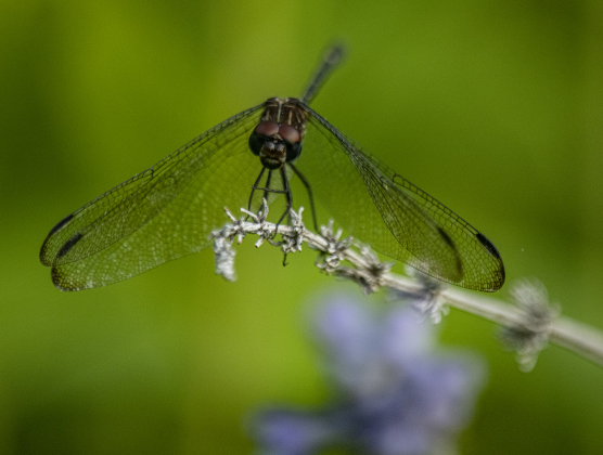 Pollinators were busy at the Sunken Garden in San Gabriel Park on Tuesday, June 18, 2024.  National Pollinators Week is June 17-23 this year.  Photos by Andy Sharp