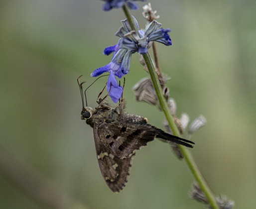 Pollinators were busy at the Sunken Garden in San Gabriel Park on Tuesday, June 18, 2024.  National Pollinators Week is June 17-23 this year.  Photos by Andy Sharp