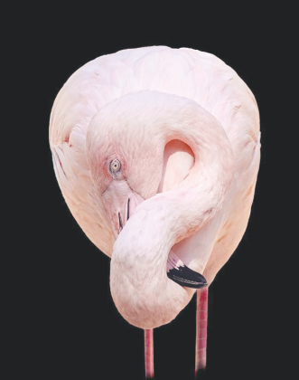 Ken Johnston’s “Flamingo at Rest.”