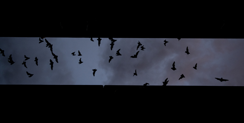 Mexican Free-tailed bats fly above the McNeil Street bridge along I-35 in Round Rock on Saturday, July 13.