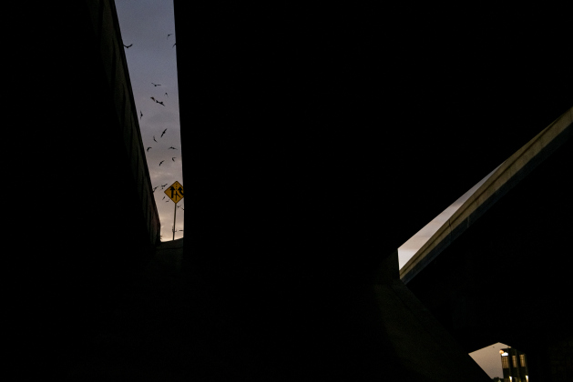 Mexican Free-tailed bats gather around the McNeil Street bridge along I-35 in Round Rock on Saturday, July 13. (Photos by Andy Sharp)